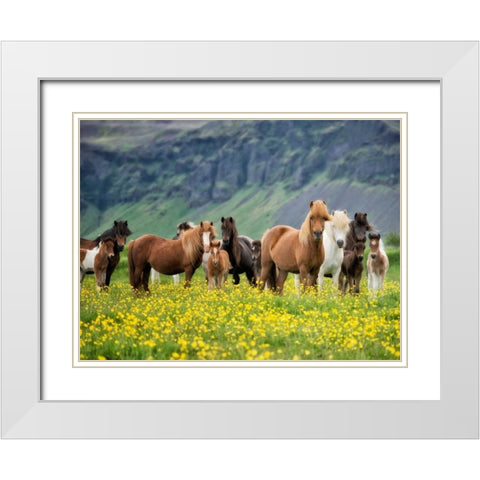 Icelandic Horses VII White Modern Wood Framed Art Print with Double Matting by Burchett, P.H.