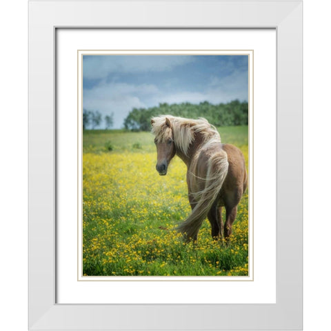 Icelandic Horses VIII White Modern Wood Framed Art Print with Double Matting by Burchett, P.H.