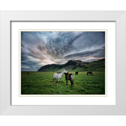 Icelandic Horses IX White Modern Wood Framed Art Print with Double Matting by Burchett, P.H.