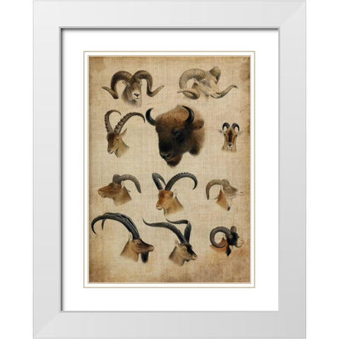 American Trophy IV White Modern Wood Framed Art Print with Double Matting by Butler, John