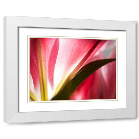 Macro Stargazer III White Modern Wood Framed Art Print with Double Matting by Nourock, Jonathan