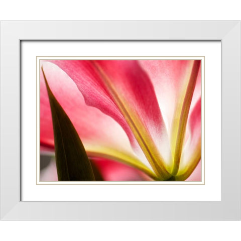 Macro Stargazer IV White Modern Wood Framed Art Print with Double Matting by Nourock, Jonathan