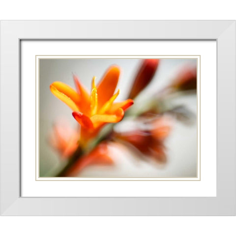 Open Sunshine I White Modern Wood Framed Art Print with Double Matting by Nourock, Jonathan