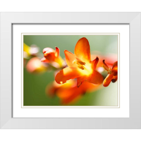 Open Sunshine IV White Modern Wood Framed Art Print with Double Matting by Nourock, Jonathan