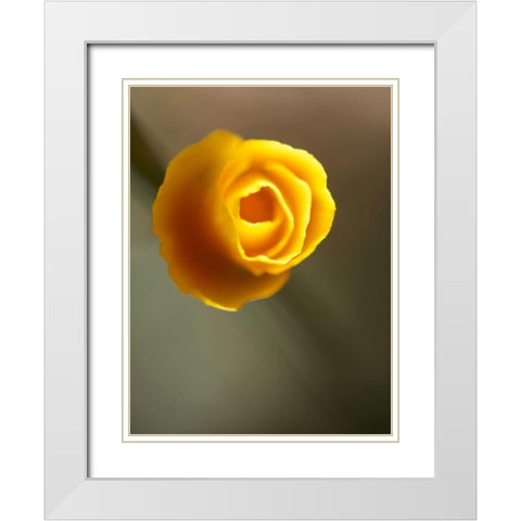 California Poppy II White Modern Wood Framed Art Print with Double Matting by Nourock, Jonathan