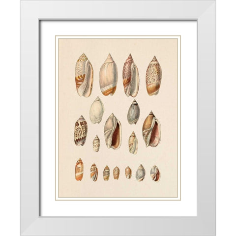 Cone Shell Display I White Modern Wood Framed Art Print with Double Matting by Goldberger, Jennifer