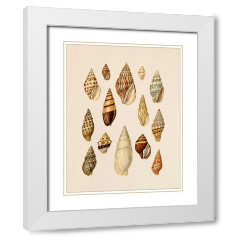 Cone Shell Display II White Modern Wood Framed Art Print with Double Matting by Goldberger, Jennifer