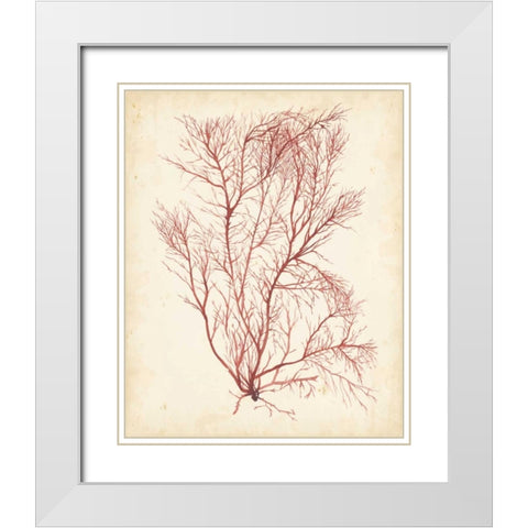 Watercolor Sea Grass I White Modern Wood Framed Art Print with Double Matting by Popp, Grace