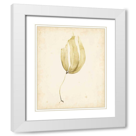 Watercolor Sea Grass III White Modern Wood Framed Art Print with Double Matting by Popp, Grace