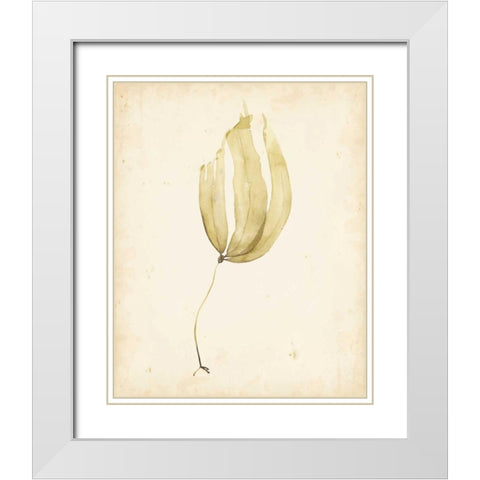 Watercolor Sea Grass III White Modern Wood Framed Art Print with Double Matting by Popp, Grace