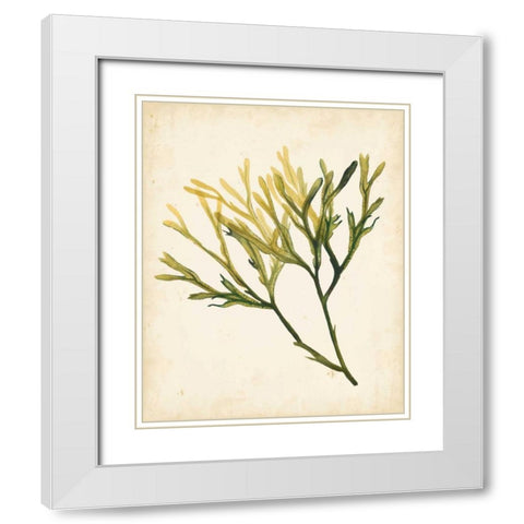 Watercolor Sea Grass V White Modern Wood Framed Art Print with Double Matting by Popp, Grace