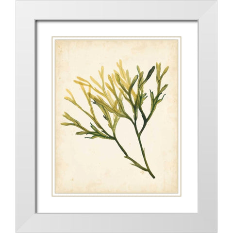 Watercolor Sea Grass V White Modern Wood Framed Art Print with Double Matting by Popp, Grace