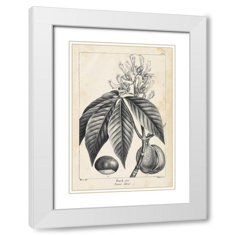 Vintage Buckeye Tree White Modern Wood Framed Art Print with Double Matting by Nuttall, Thomas