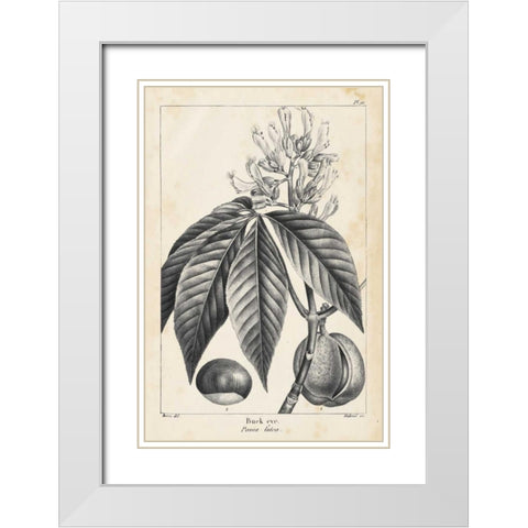 Vintage Buckeye Tree White Modern Wood Framed Art Print with Double Matting by Nuttall, Thomas
