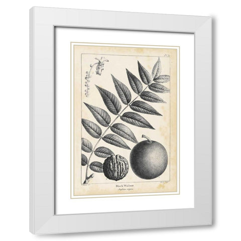 Vintage Black Walnut Tree White Modern Wood Framed Art Print with Double Matting by Nuttall, Thomas