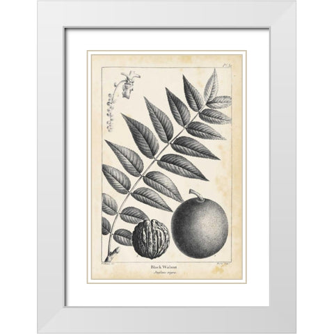 Vintage Black Walnut Tree White Modern Wood Framed Art Print with Double Matting by Nuttall, Thomas