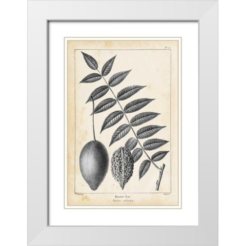 Vintage Butternut Tree White Modern Wood Framed Art Print with Double Matting by Nuttall, Thomas