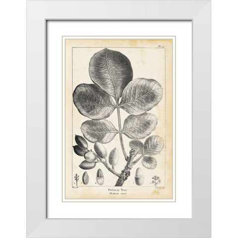 Vintage Pistachio Tree White Modern Wood Framed Art Print with Double Matting by Nuttall, Thomas