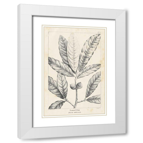 Vintage Laurel Oak Tree White Modern Wood Framed Art Print with Double Matting by Nuttall, Thomas