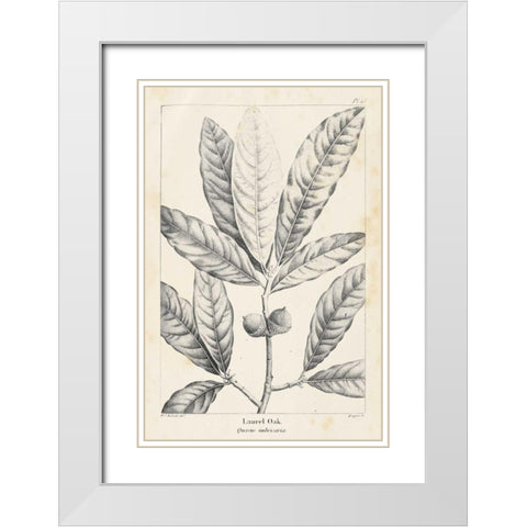 Vintage Laurel Oak Tree White Modern Wood Framed Art Print with Double Matting by Nuttall, Thomas