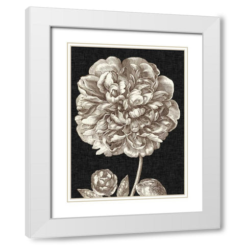 Dramatic Peony II White Modern Wood Framed Art Print with Double Matting by Vision Studio