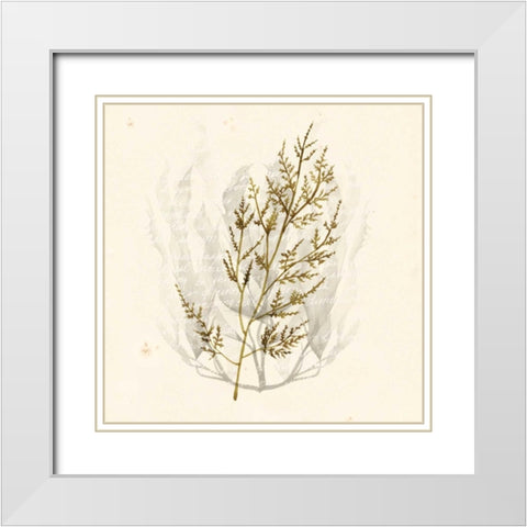 Vivid Algae I White Modern Wood Framed Art Print with Double Matting by Popp, Grace