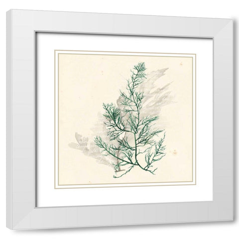 Vivid Algae IV White Modern Wood Framed Art Print with Double Matting by Popp, Grace