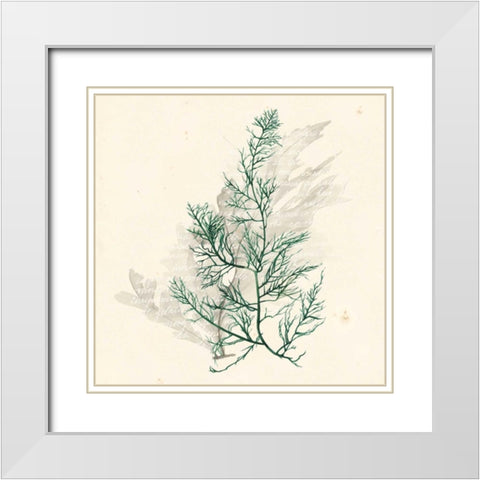 Vivid Algae IV White Modern Wood Framed Art Print with Double Matting by Popp, Grace
