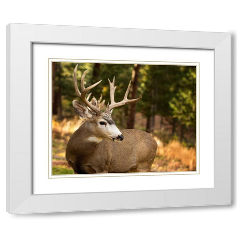Deer Watch II White Modern Wood Framed Art Print with Double Matting by Sturgeon, Ozana