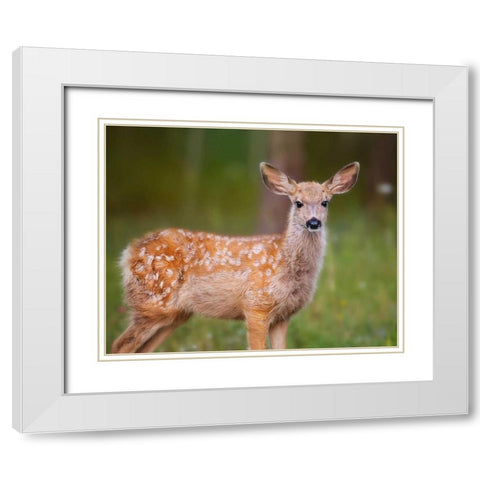 Deer Watch III White Modern Wood Framed Art Print with Double Matting by Sturgeon, Ozana