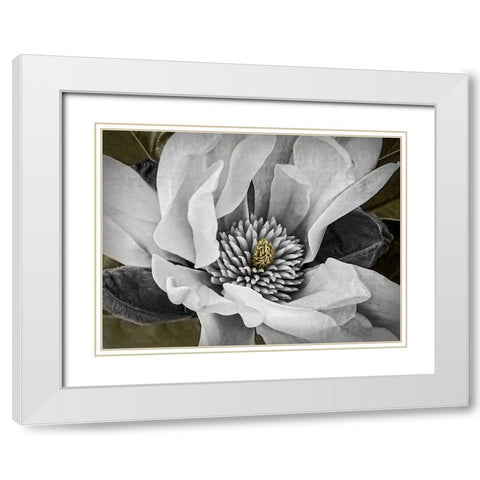 Custom Classic Magnolia II (ASH) White Modern Wood Framed Art Print with Double Matting by Perry, Rachel