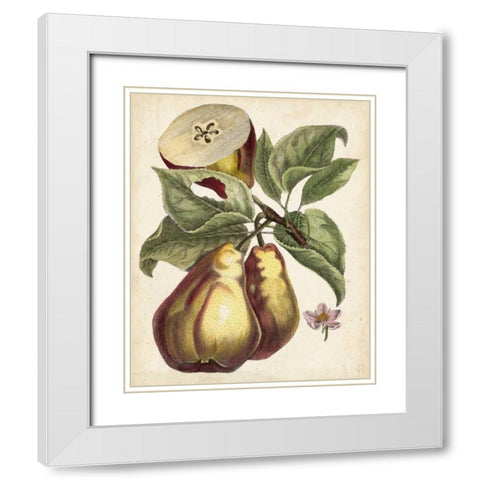Antique Pear Study I White Modern Wood Framed Art Print with Double Matting by Unknown