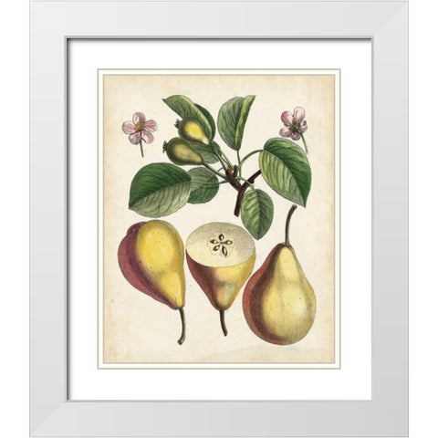 Antique Pear Study II White Modern Wood Framed Art Print with Double Matting by Unknown