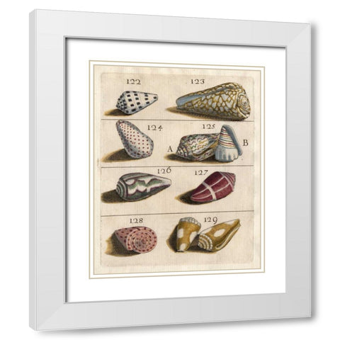 Shell Collection I White Modern Wood Framed Art Print with Double Matting by Unknown