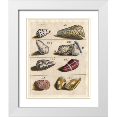 Shell Collection I White Modern Wood Framed Art Print with Double Matting by Unknown