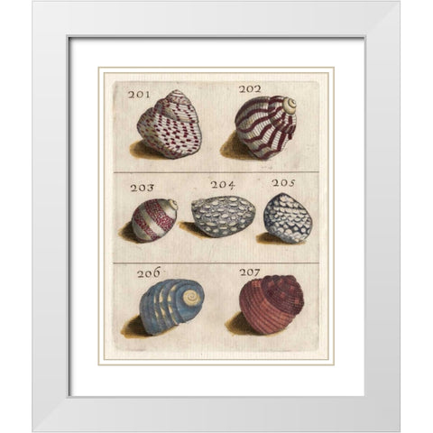 Shell Collection II White Modern Wood Framed Art Print with Double Matting by Unknown