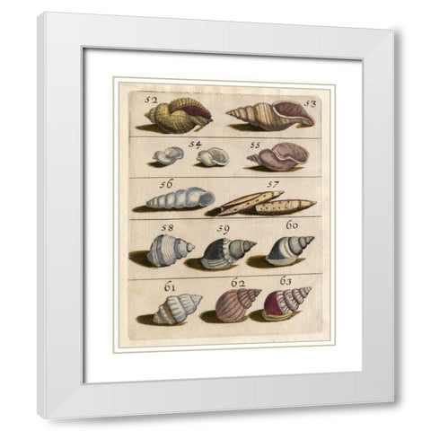 Shell Collection III White Modern Wood Framed Art Print with Double Matting by Unknown