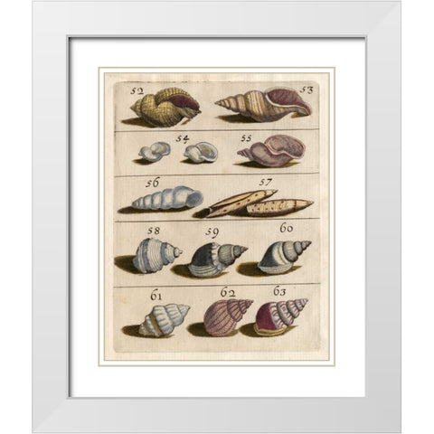 Shell Collection III White Modern Wood Framed Art Print with Double Matting by Unknown