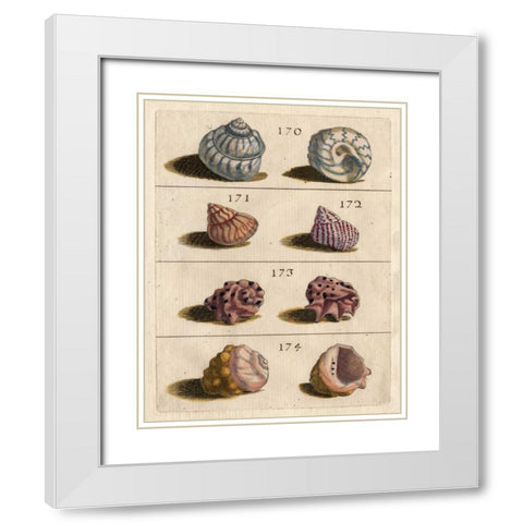 Shell Collection IV White Modern Wood Framed Art Print with Double Matting by Unknown
