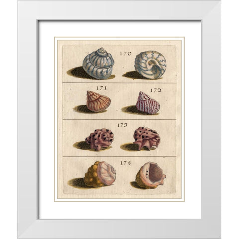 Shell Collection IV White Modern Wood Framed Art Print with Double Matting by Unknown