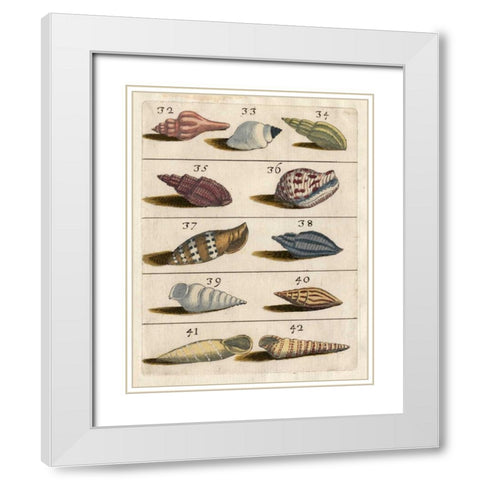 Shell Collection V White Modern Wood Framed Art Print with Double Matting by Unknown