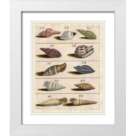 Shell Collection V White Modern Wood Framed Art Print with Double Matting by Unknown
