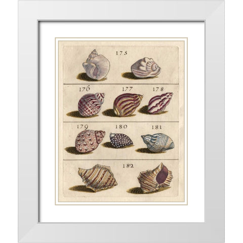 Shell Collection VI White Modern Wood Framed Art Print with Double Matting by Unknown