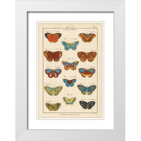 Histoire Naturelle Butterflies I White Modern Wood Framed Art Print with Double Matting by Unknown