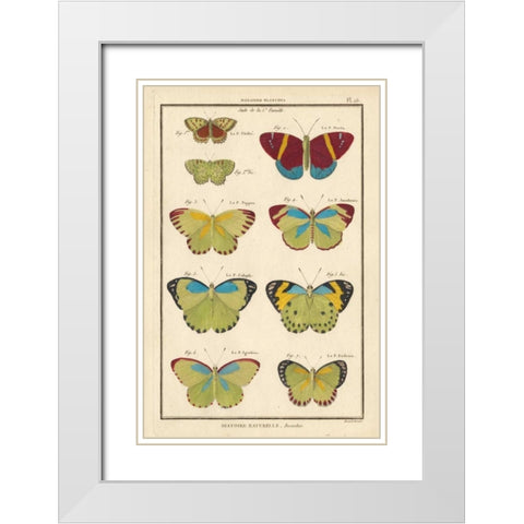 Histoire Naturelle Butterflies II White Modern Wood Framed Art Print with Double Matting by Unknown