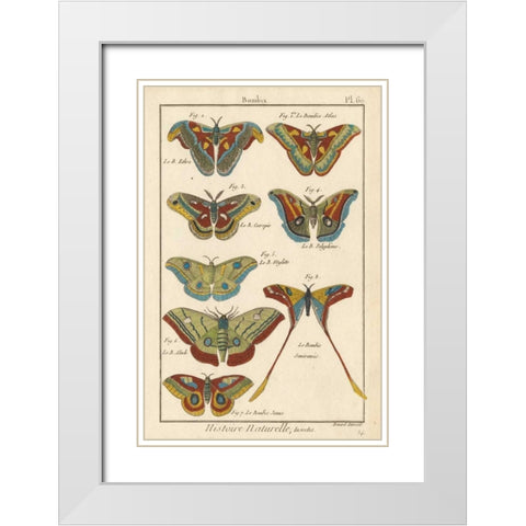 Histoire Naturelle Butterflies III White Modern Wood Framed Art Print with Double Matting by Unknown