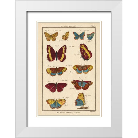 Histoire Naturelle Butterflies IV White Modern Wood Framed Art Print with Double Matting by Unknown