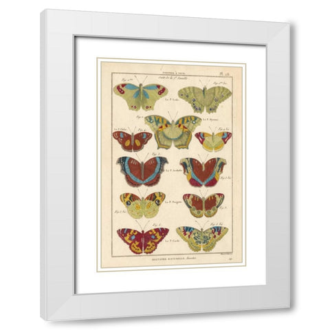 Histoire Naturelle Butterflies V White Modern Wood Framed Art Print with Double Matting by Unknown