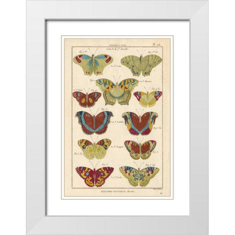 Histoire Naturelle Butterflies V White Modern Wood Framed Art Print with Double Matting by Unknown