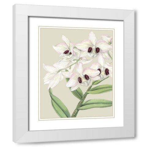 Custom Orchid Blooms II (ASH) White Modern Wood Framed Art Print with Double Matting by Vision Studio